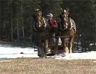 Moose hunting permits vermont