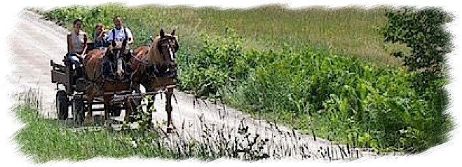 vermont in summer - cart and horse in the notheast kingdom near Morgan