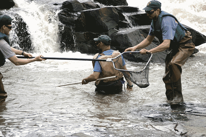 fish caught in net on the Willoughby River during VT Fish and Wildlife restocking program
