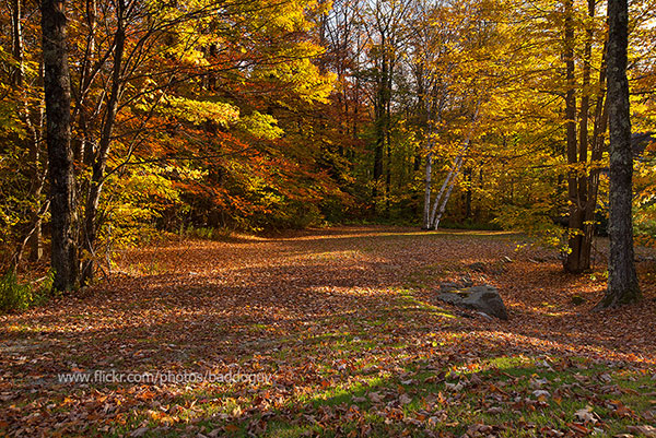 20131010-IMG_6152_USA_Vermont_fall_foliage_autumn_Killington_forest.jpg