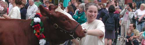 Girl leads milking cow through streets of Brattleboro during the annual Strolling of the Heifers