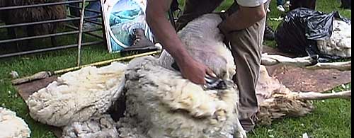 Sheep being sheared in a sheep shearing demonstration at the Brattleboro common in VT.