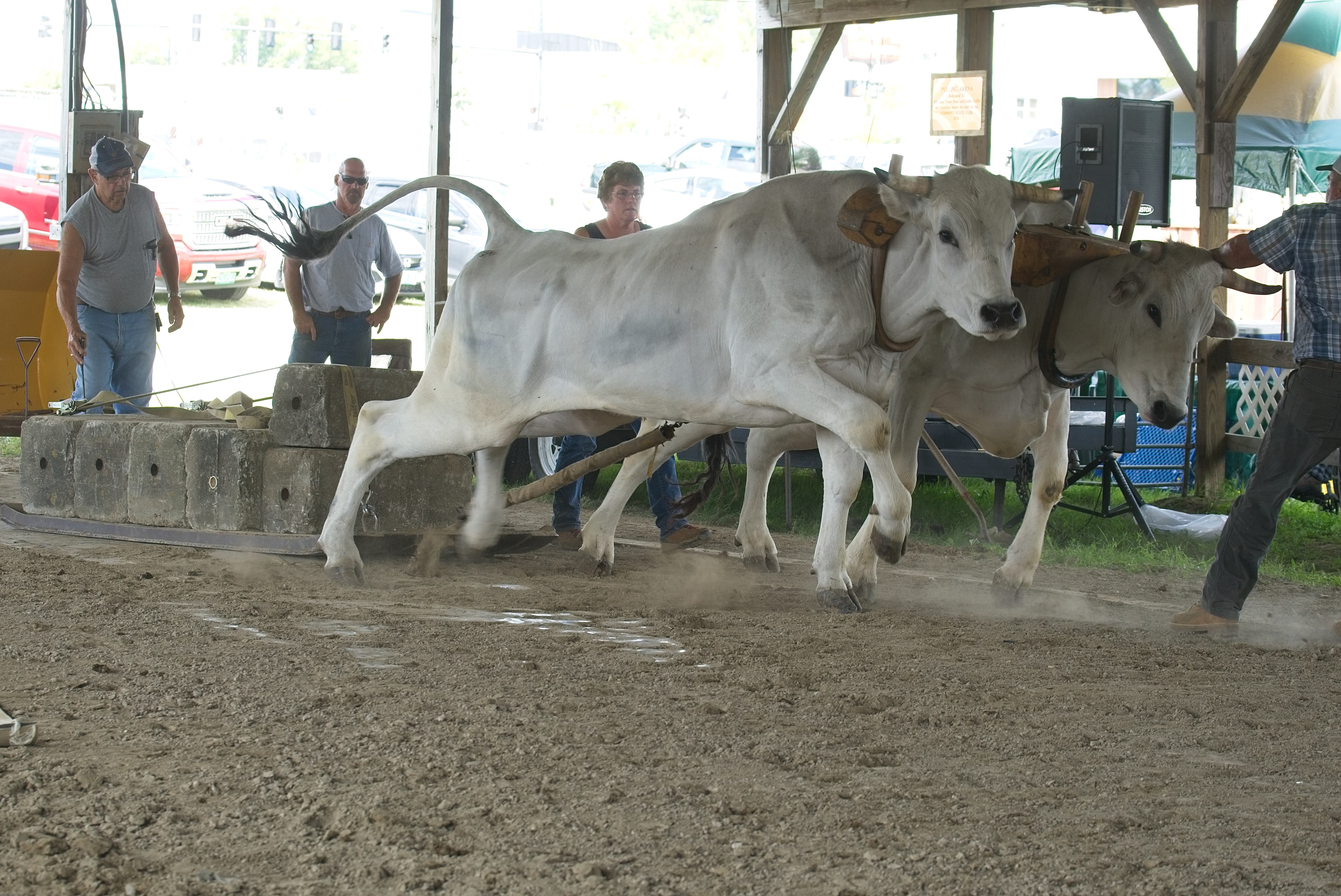 ox pull at the Vermont state fair