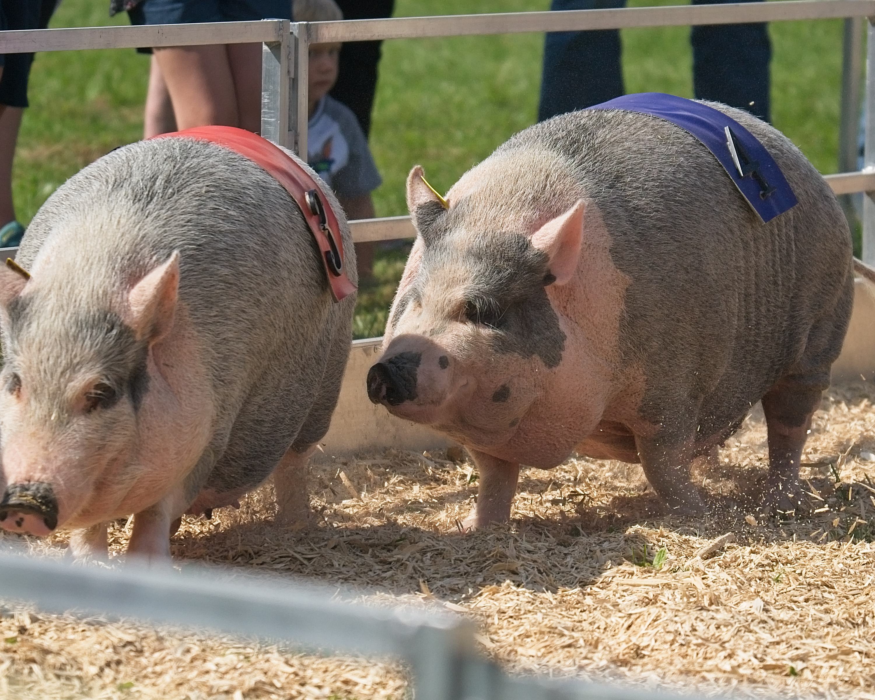 Pigs racing at the Vermont State Fair